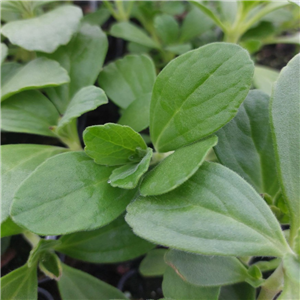 Plectranthus Neochilus